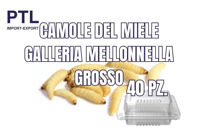 PTL-RLF013 CAMOLE DEL MIELE - GALLERIA MELLONNELLA. - GROSSO - 40 PZ_CONFEZ